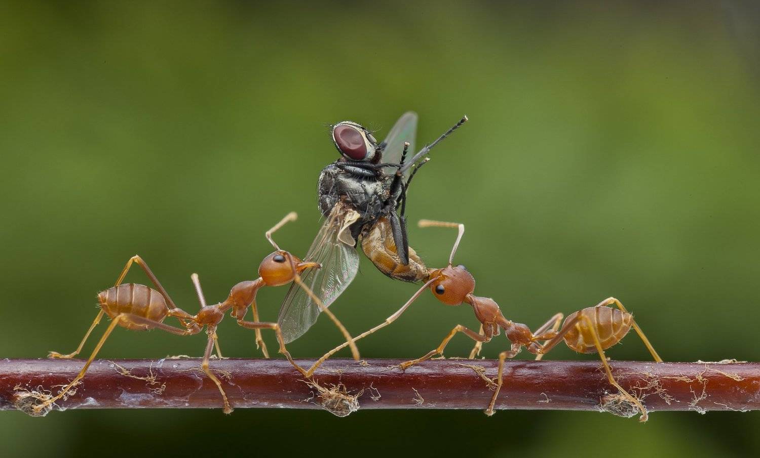 #macro#ant#fly#calors, Choo How Lim