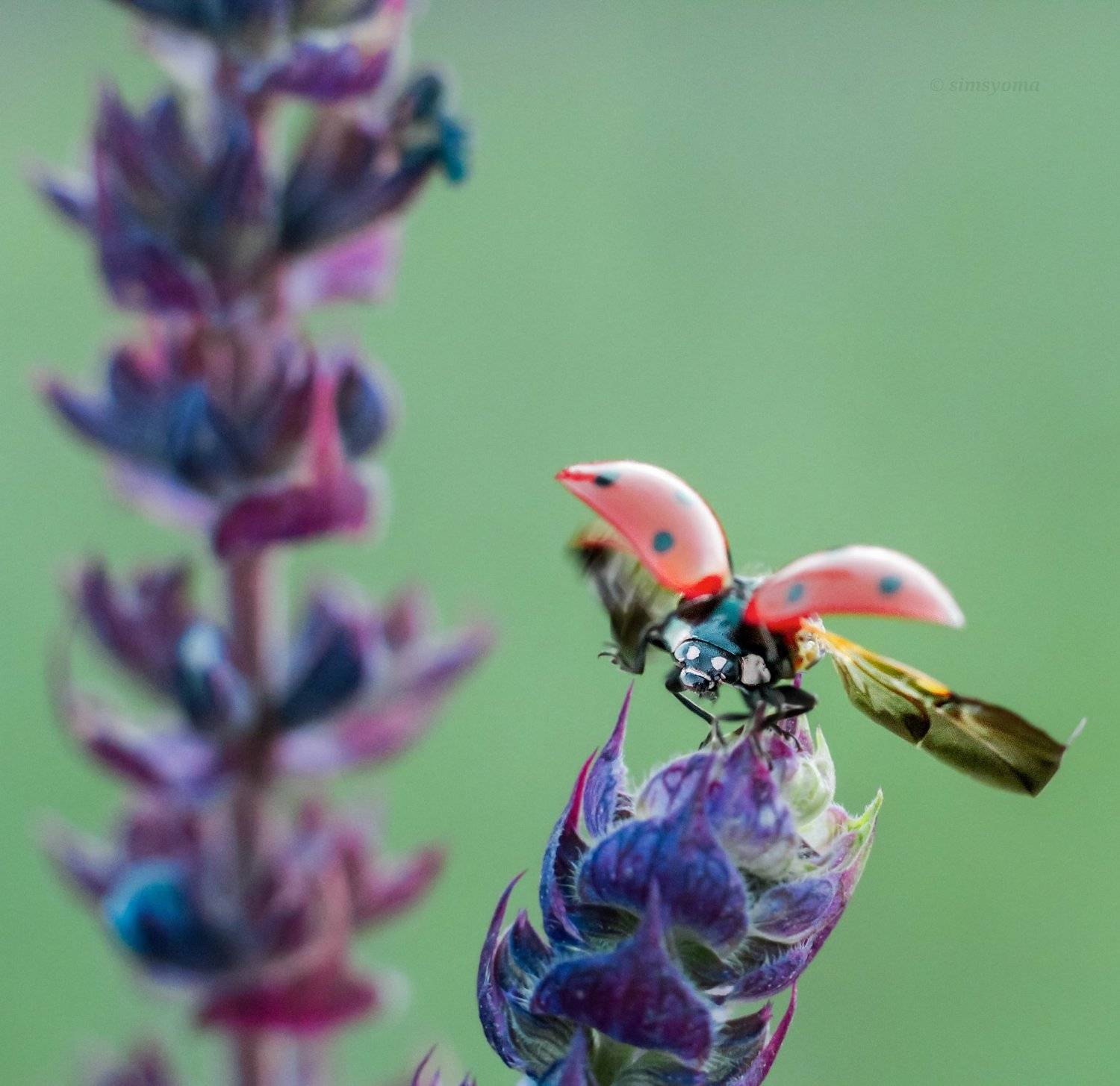 макро, природа, nature, macro, насекомые, insect, ladybug, Юлия Хворостяная