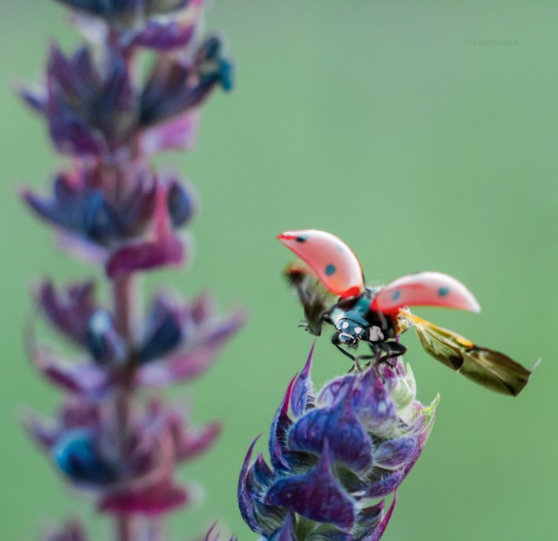 макро, природа, nature, macro, насекомые, insect, ladybug  фото превью