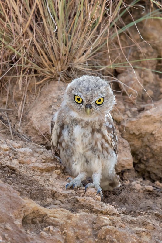 ПётрРогов#фотограф#фотоохота#дикаяприрода#орнитология#птицы#птичьяобсерватория#Израиль#Иерусалим#canon5dmarkiii#canon600mmf4#birdsobservatory#birds#nature#Israel#Jerusalem#сыч#утро#owl#домовойсыч# Сыч  фото превью