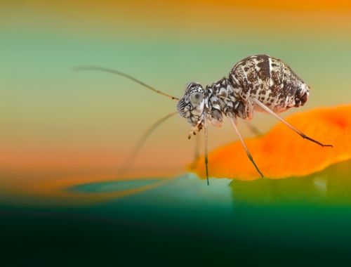 Зебра микромира