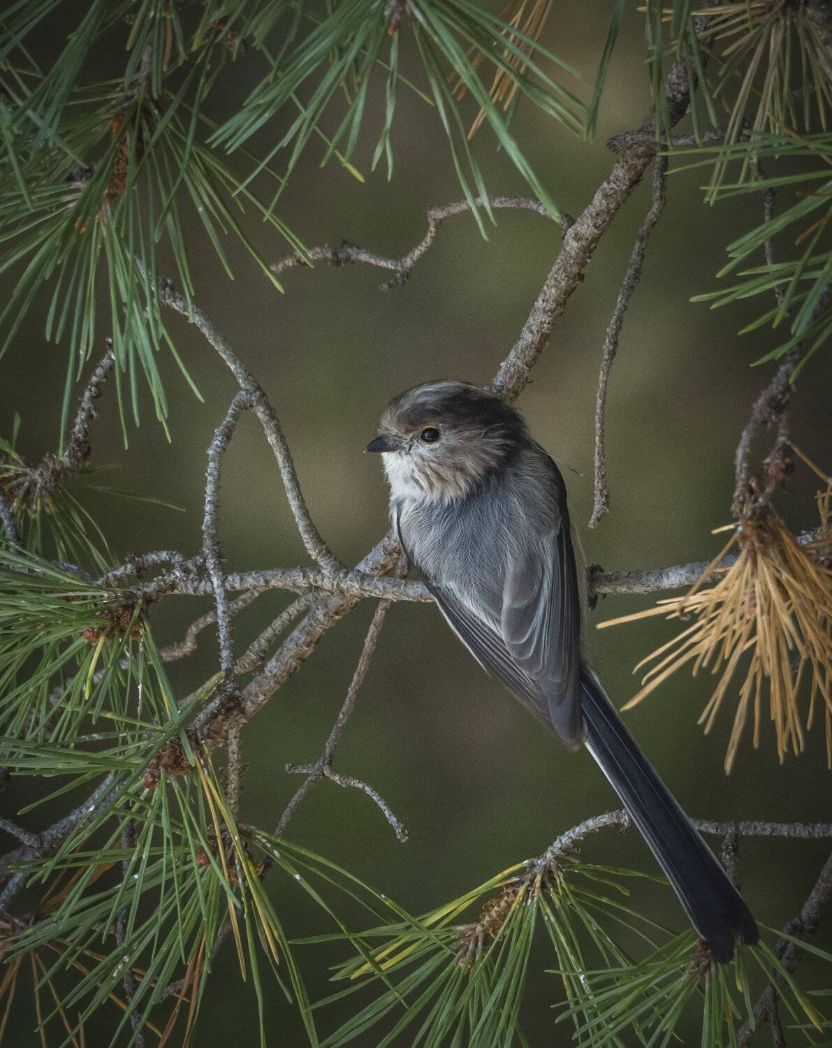 , Курлянцев Алексей