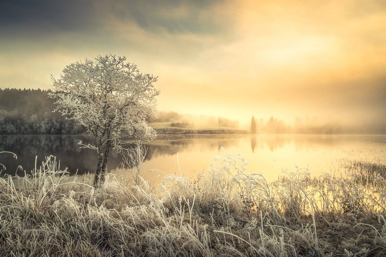 frost,ice,cold,sunrise,tree,norway,norwegian,lake,nature,, Adrian Szatewicz