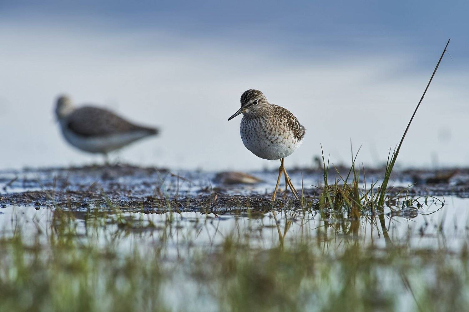 , Калин Ботев