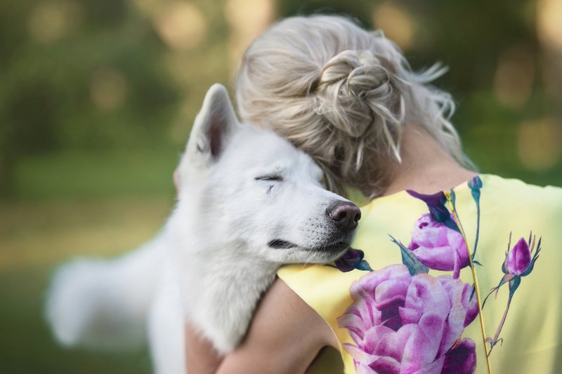 dog, husky Flinn фото превью