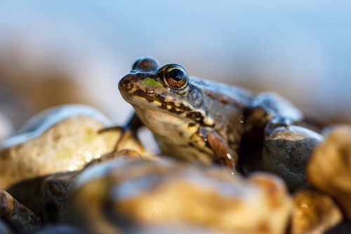 Вечерний портрет лягушки