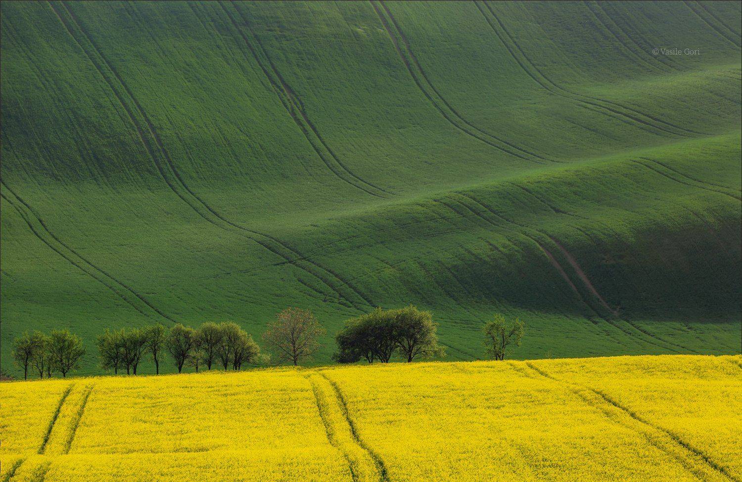 южная моравия,пейзаж,str&aacute;žovick&eacute; mirabelky,линии,south moravian,lines,свет,czech,весна,чехия,landscapes,поле,рапс,апрель, Василий Гори