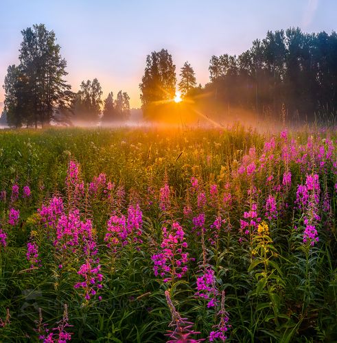 Радость нового дня!