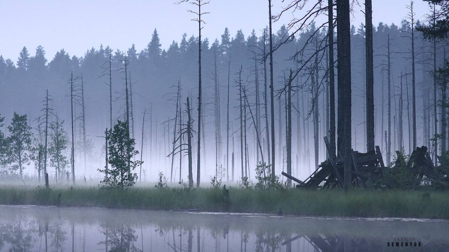 карелия, болото, туман, вечер, сосны, ели, настроение, лахденпохья, mood, nature, landscape, trees, swamp., Семенюк Василий