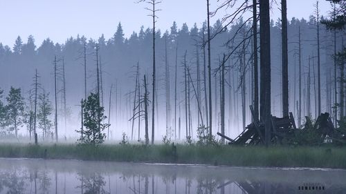 Карельская, туманная.