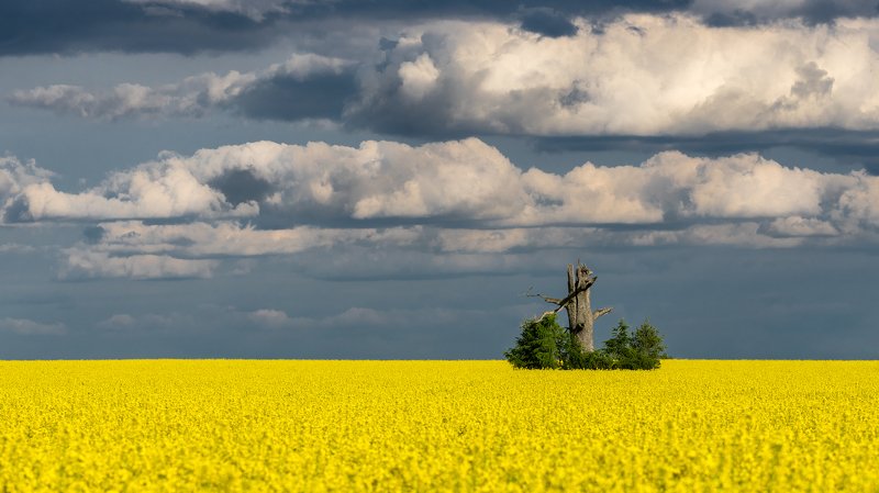 Yellow Sea and green ship :-) фото превью