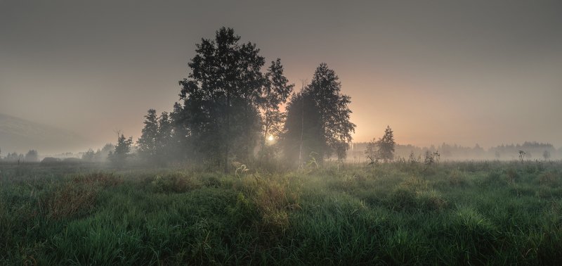 У границы леса фото превью