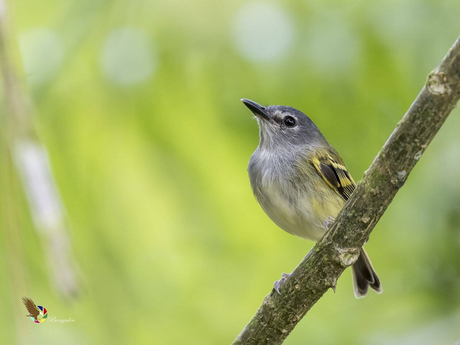 , Fernando Burgalin Sequeira