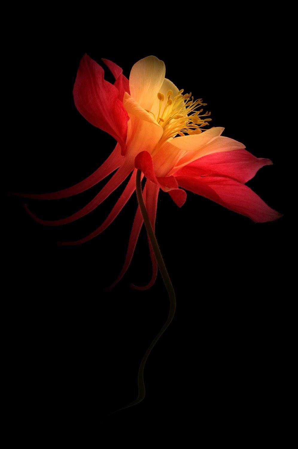 close-up, columbine, flower, macro, nature, photography, plant, plants,, Dr Didi Baev