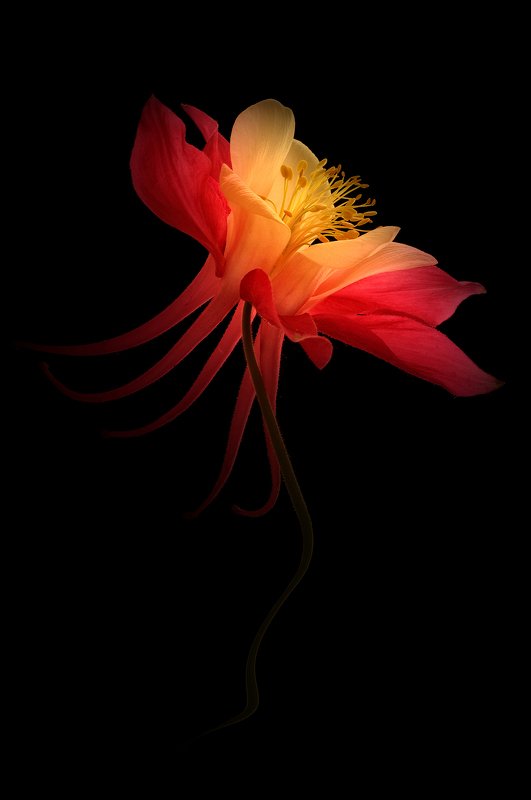 close-up, columbine, flower, macro, nature, photography, plant, plants, Long Spurred  Columbine Portrait фото превью