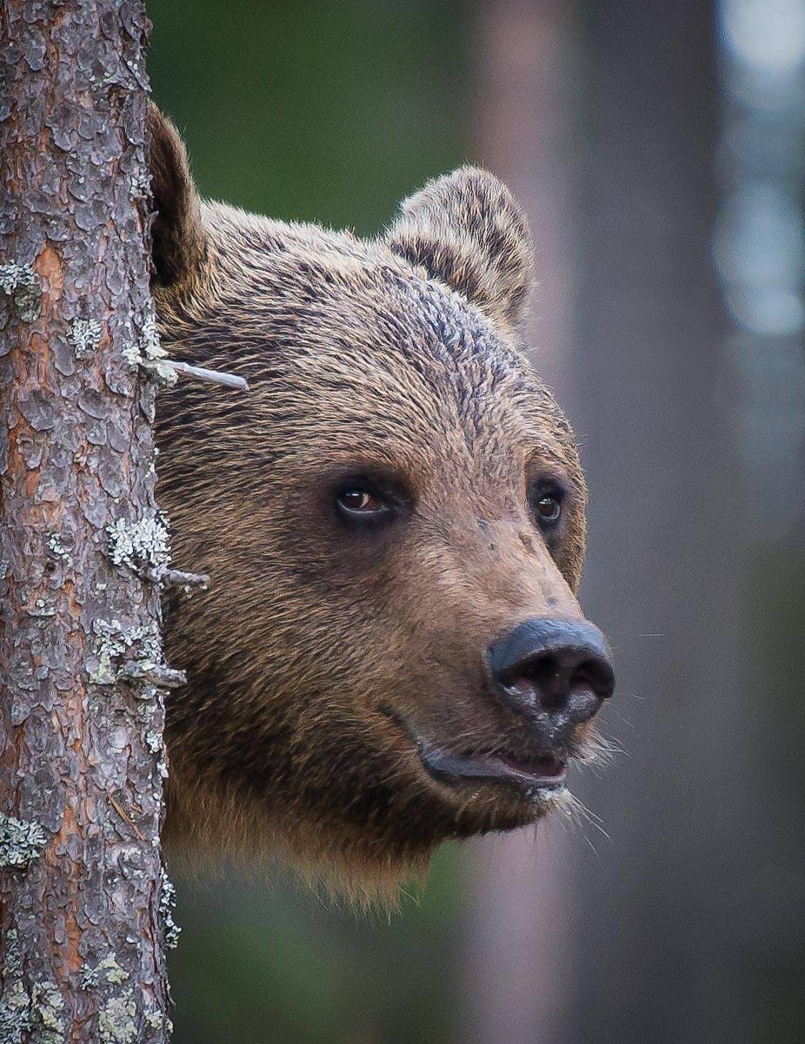 bear, finland, Jarkko J&auml;rvinen