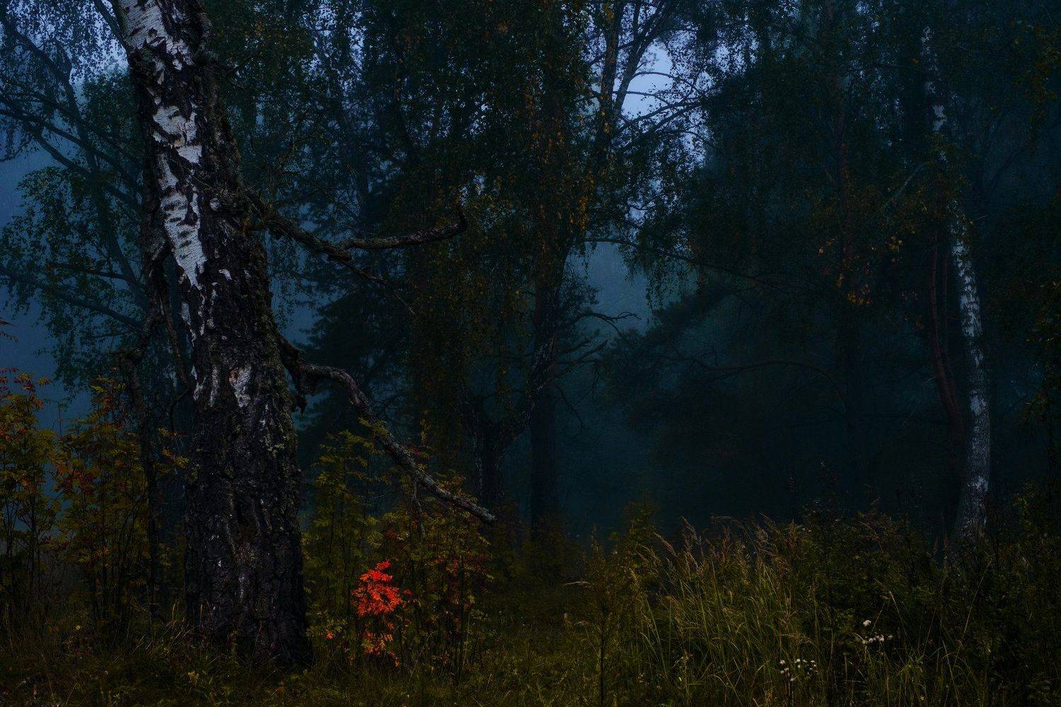 , Дмитрий Демидов