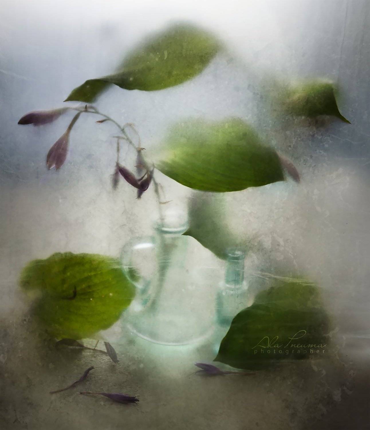 полиэтилен, натюрморт, Виктория