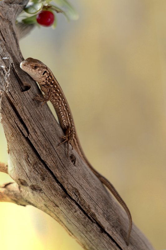 Согретая солнцем фото превью