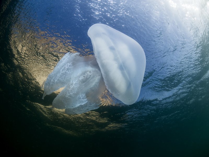 #Rhizostoma pulmo Rhizostoma pulmo 05 фото превью