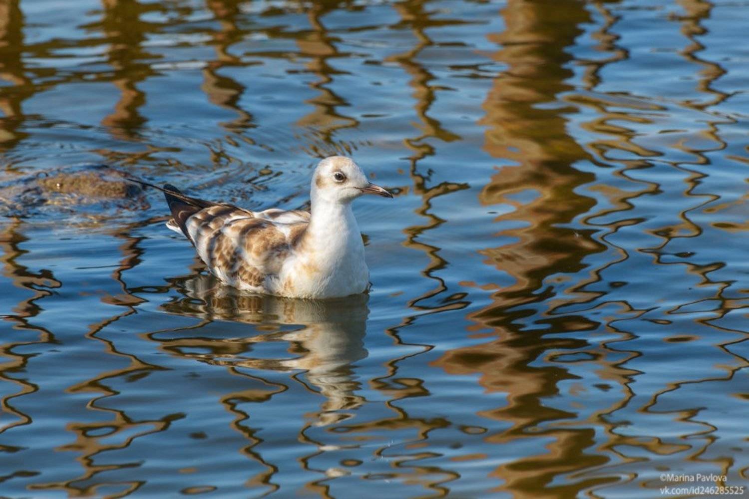 животные, птицы, чайка, отражения, осень, море, финский залив,парк \, Марина Павлова
