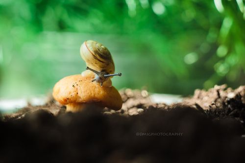 Лесной житель