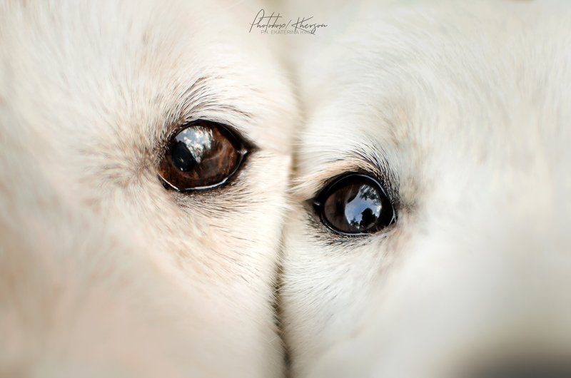 собака, анималистика, глаза You are my best friend ❤️ фото превью