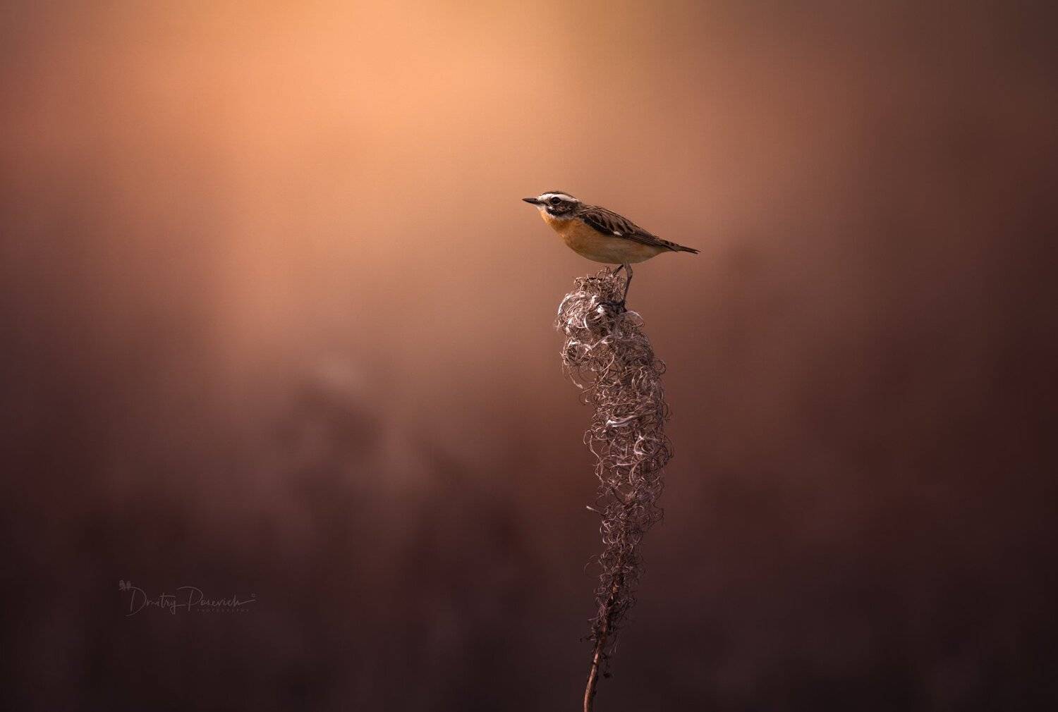 природа, лес, животные, птицы, Дмитрий Посевич