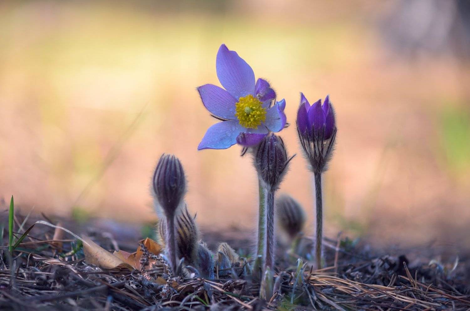 весна, цветы, сон-, трава, Галанзовская Оксана