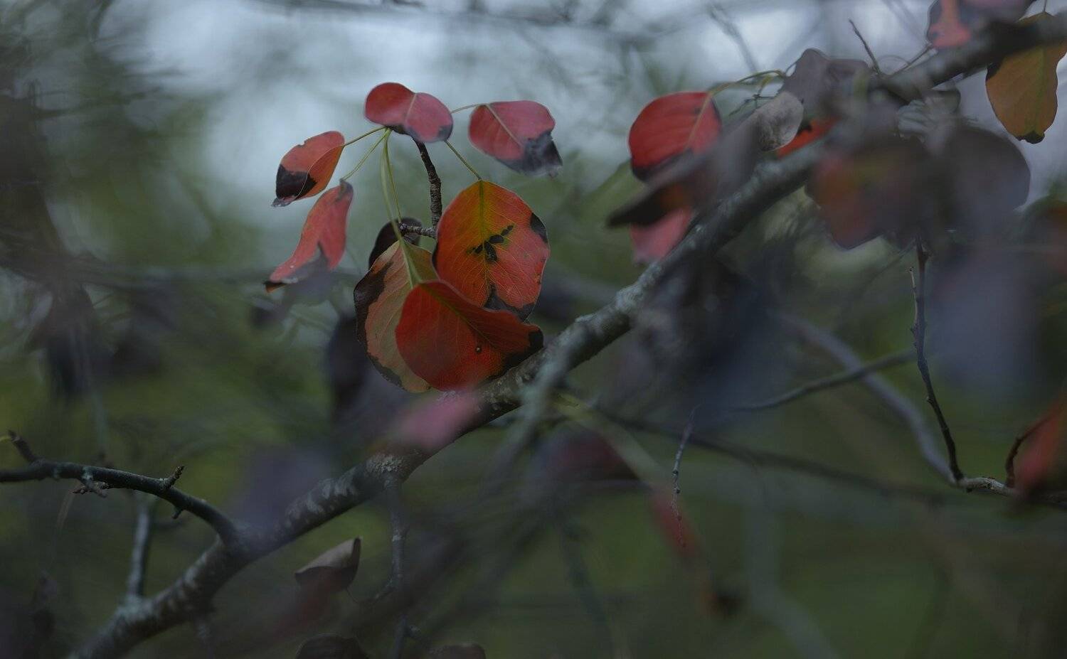 осень листва, Александр Жарников