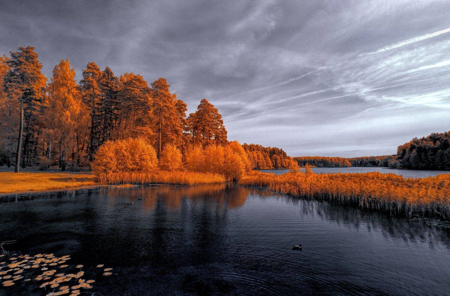 infrared,ик-фото,инфракрасное фото, инфракрасная фотография, пейзаж, осень, Sixten ( Сергей )