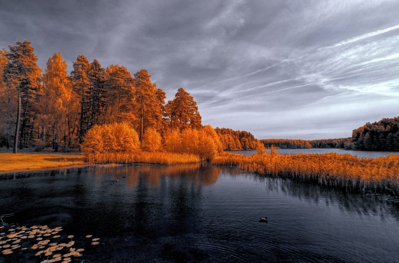 Осенние утки. фото превью