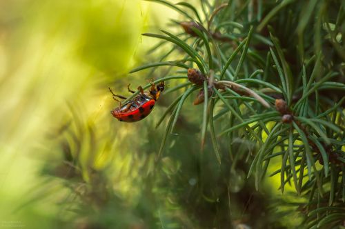 Преодолевая препятствия
