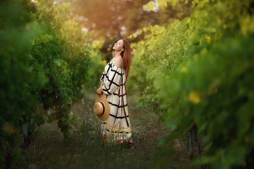 виноградники