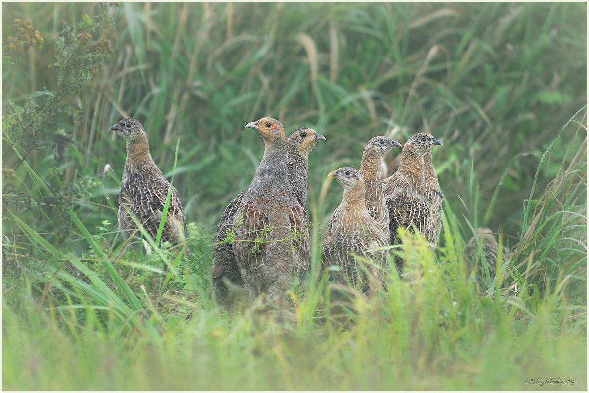 , Валерий Субачев