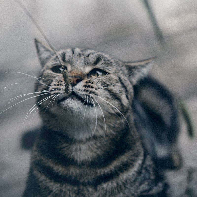 Шустрик фото превью