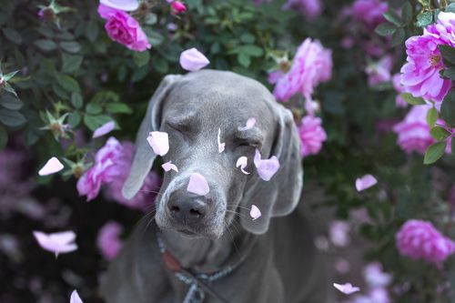 Weimaraner in flowers