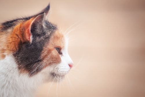 Деревенские коты