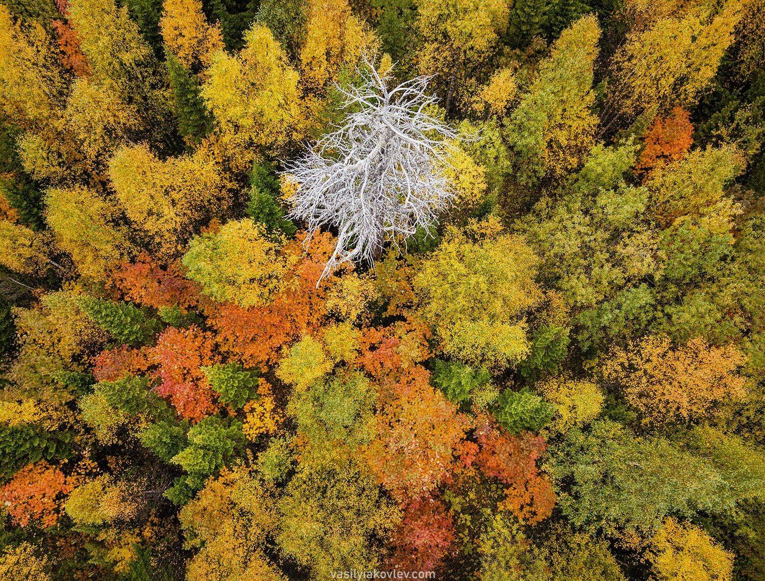 урал, осень, Василий Яковлев