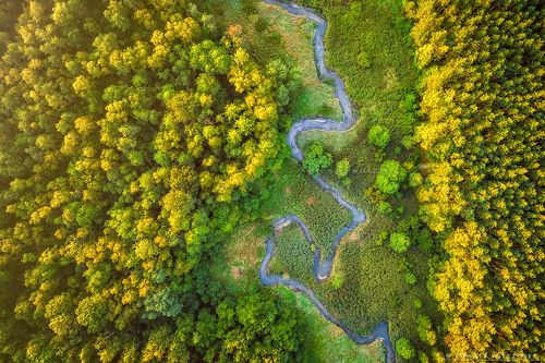 At the bottom of the forest