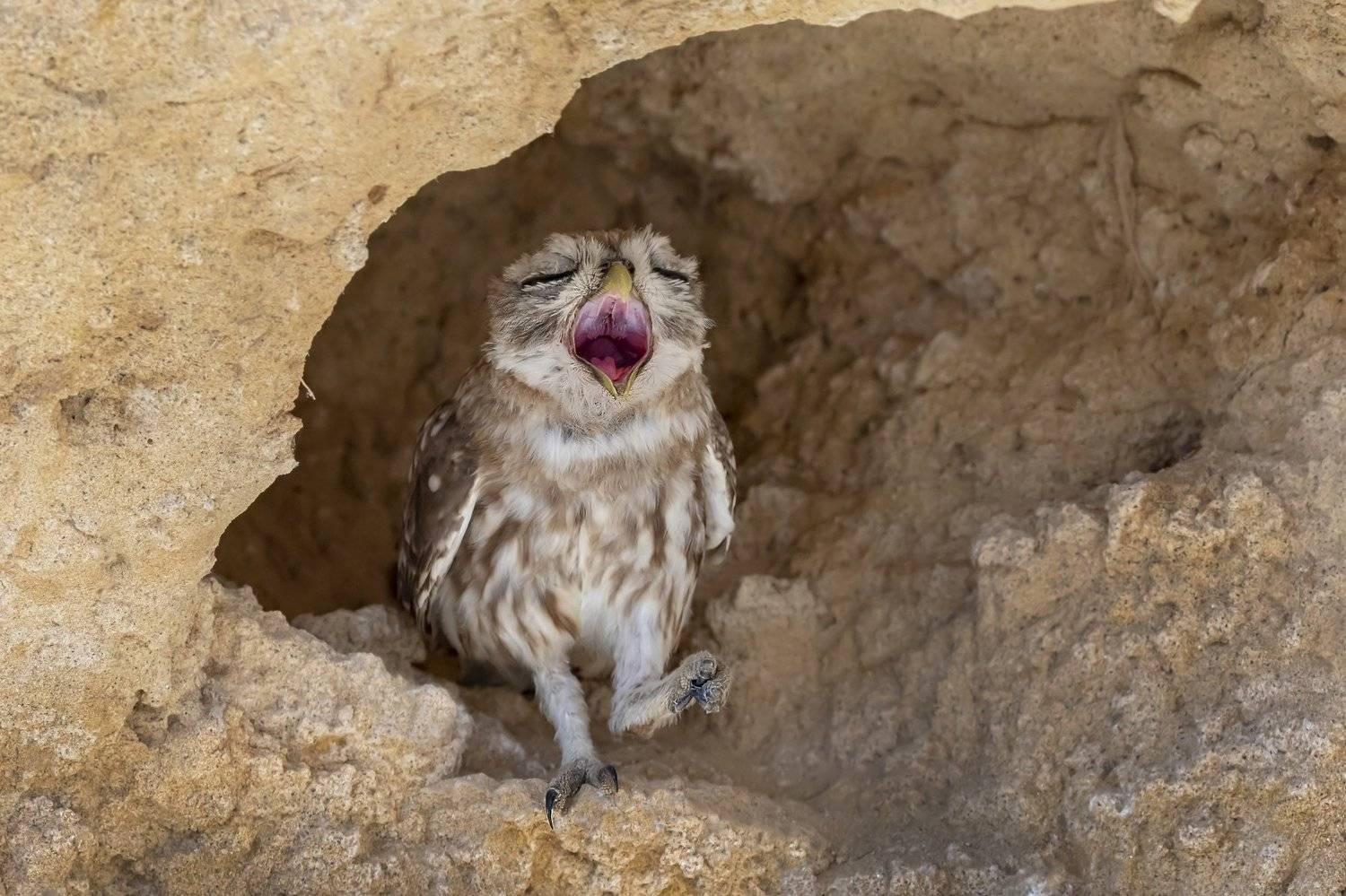 ПётрРогов#фотограф#фотоохота#дикаяприрода#орнитология#птицы#птичьяобсерватория#Израиль#Иерусалим#canon5dmarkiii#canon600mmf4#birdsobservatory#birds#nature#Israel#Jerusalem#сыч#утро#owl#домовойсыч#, Пётр Рогов