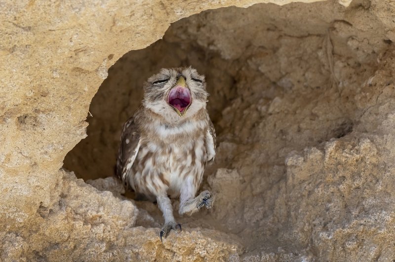 ПётрРогов#фотограф#фотоохота#дикаяприрода#орнитология#птицы#птичьяобсерватория#Израиль#Иерусалим#canon5dmarkiii#canon600mmf4#birdsobservatory#birds#nature#Israel#Jerusalem#сыч#утро#owl#домовойсыч# Сыч  фото превью