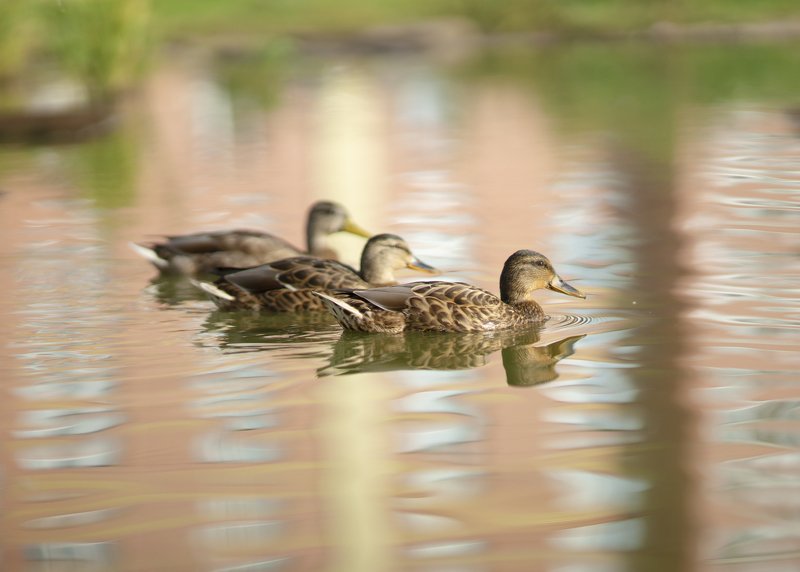утки, природа, отражение Отражение природы... фото превью
