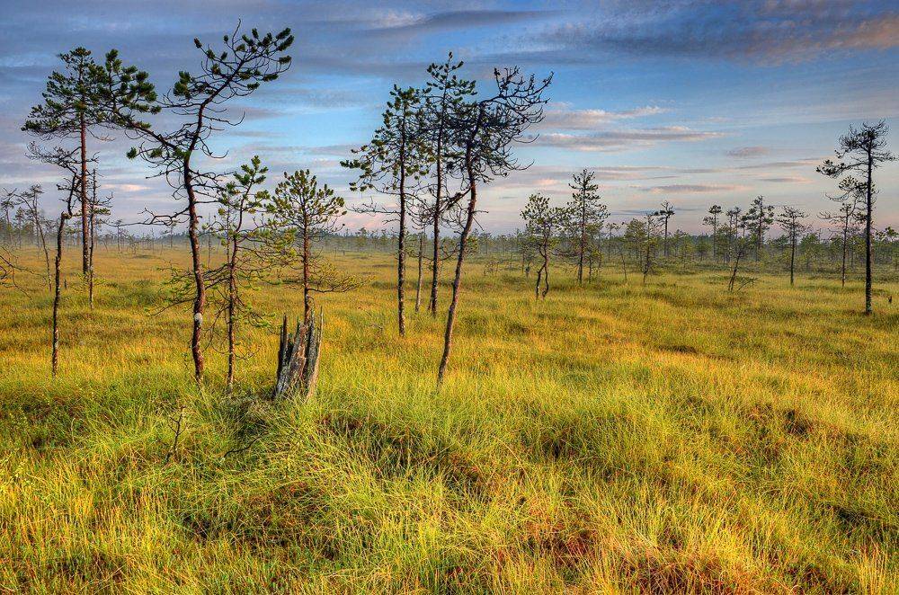 карелия, болото, деревья, закат, солнце, Владимир Брагилевский