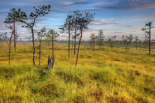 Карельские болота