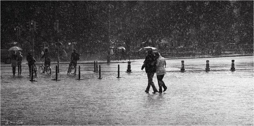 Sunny Rain
