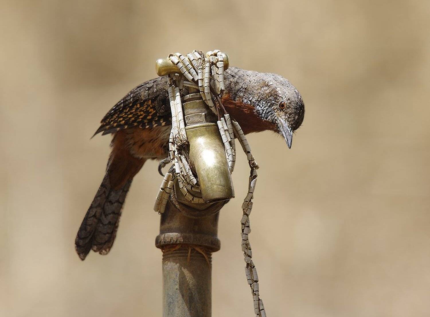 вертишейка рыжегорлая, jynx ruficollis, африка, дятлообразные, piciformes, Sergey Volkov