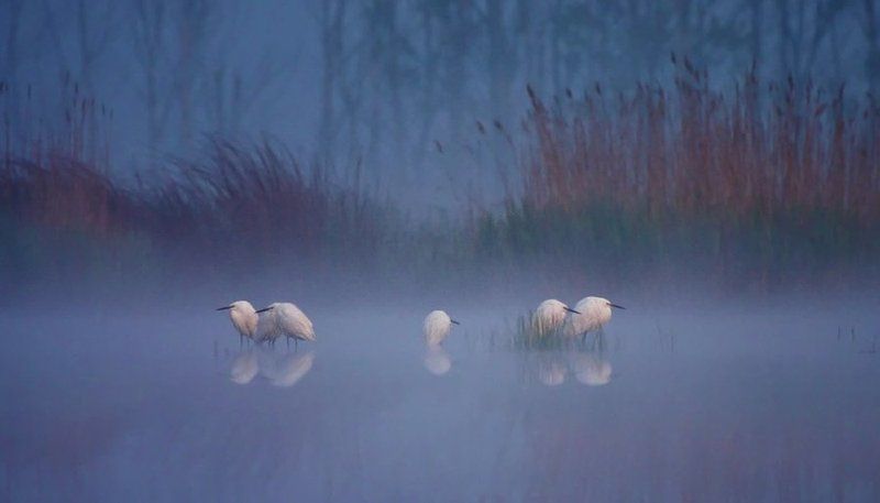Story in the fog... фото превью