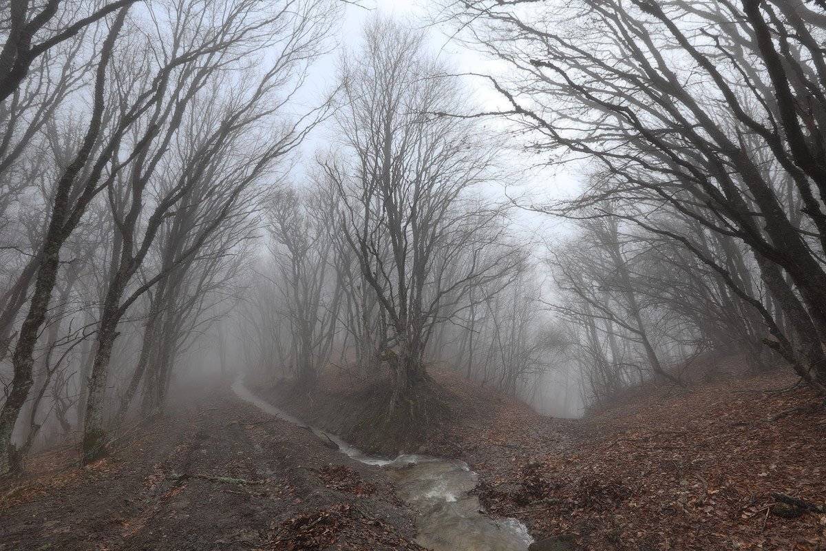 крым, весна, апрель, туман, лес, ручей, Михаил Псарёв