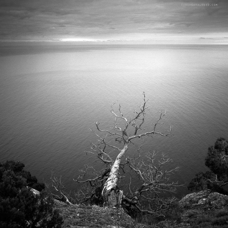 крым, море, дерево, Юрий Коваленко